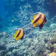Hurghada Grand Aquarium Tour with Hotel Transfer