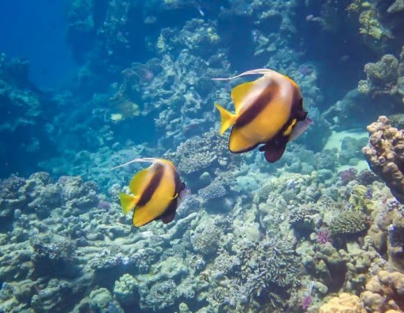 Hurghada Grand Aquarium Tour with Hotel Transfers