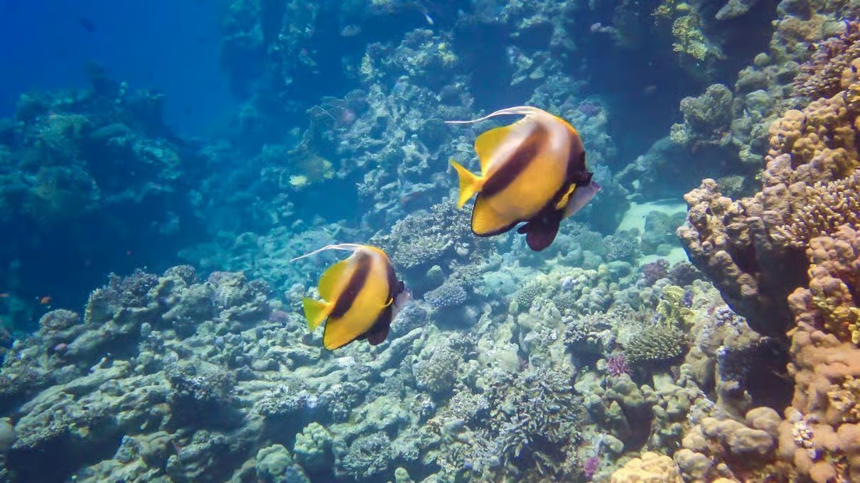 Hurghada Grand Aquarium Tour with Hotel Transfer