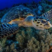 Discover Scuba Diving in Sharm El Sheikh for Beginners