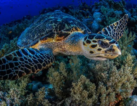 Discover Scuba Diving in Sharm El Sheikh for Beginners