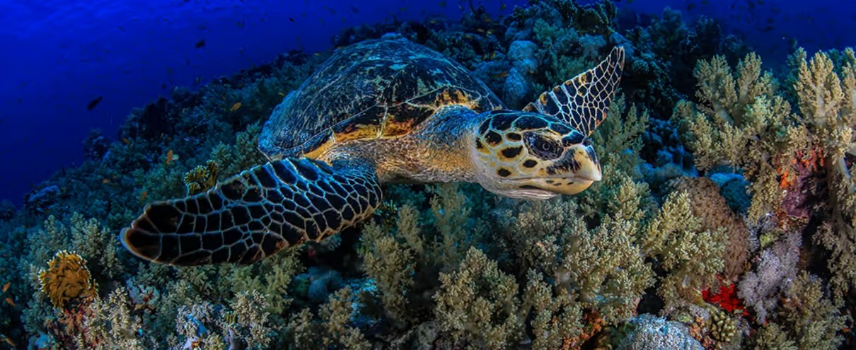 Discover Scuba Diving in Sharm El Sheikh for Beginners